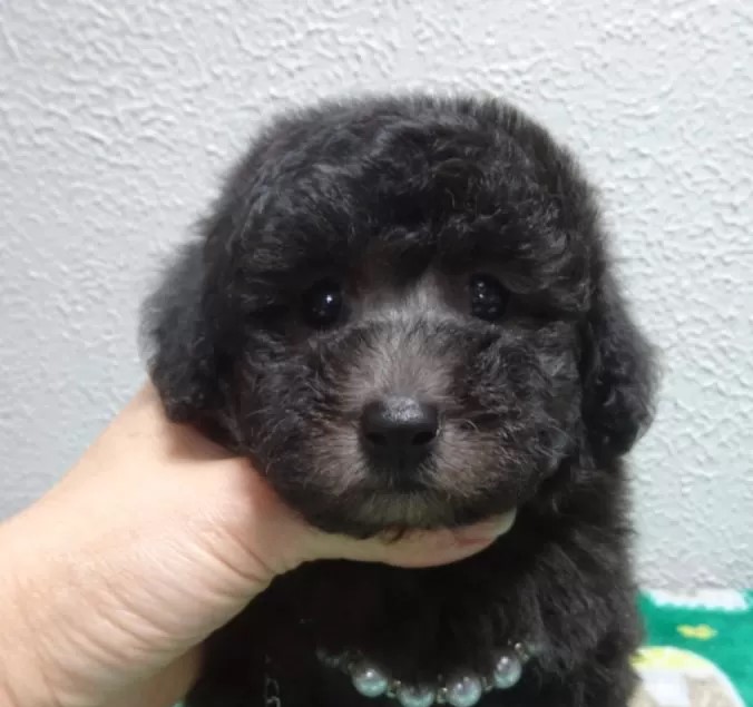 レアカラーのとても綺麗な良血統の女の子です。