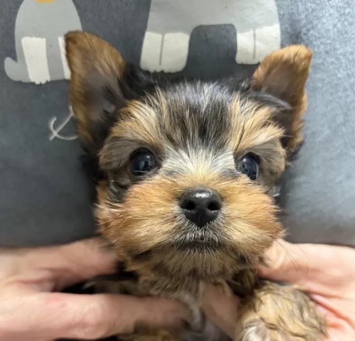 10/28生まれ すごく可愛い男の子