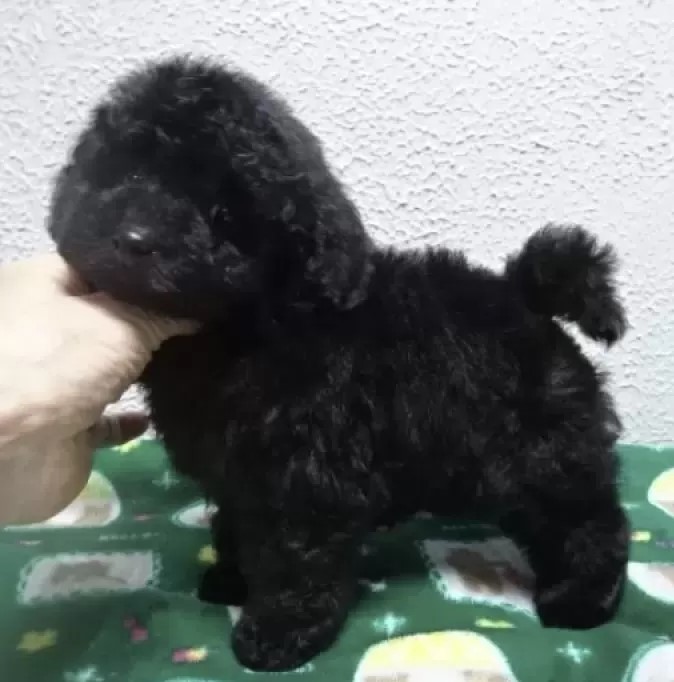 良血統のとても可愛いブラックの女の子です💗