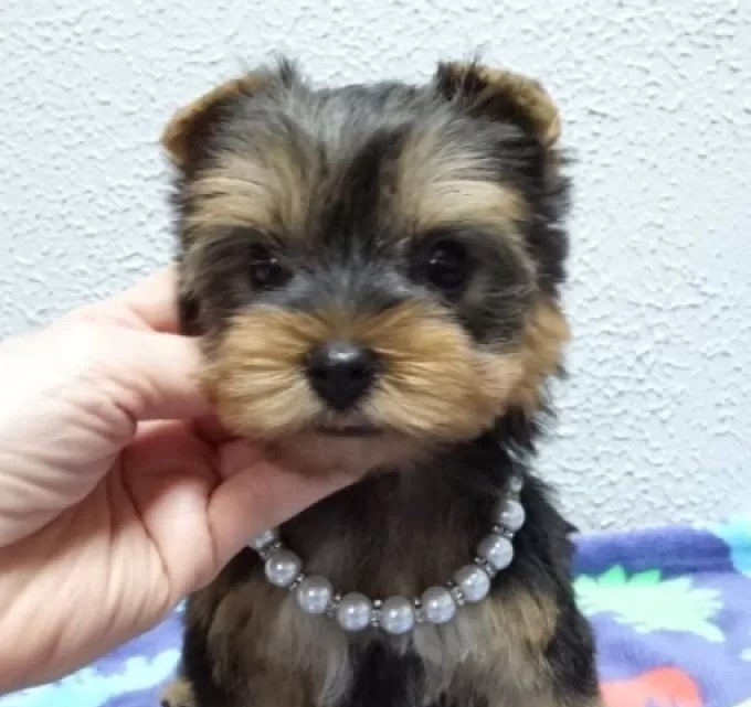 良血統の綺麗ですごく可愛い男の子です❤️