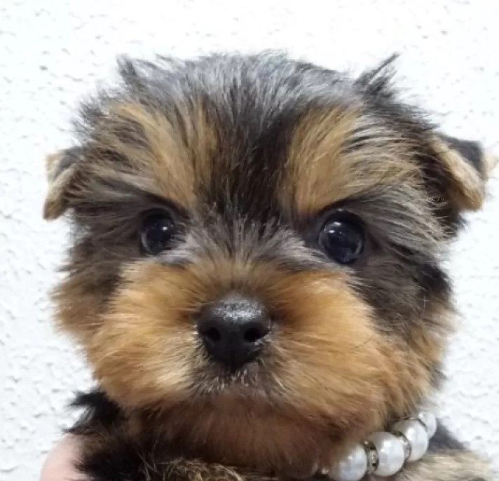 良血統の綺麗ですごく可愛い男の子です❤️