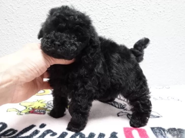 2/13生まれ ブラックの女の子