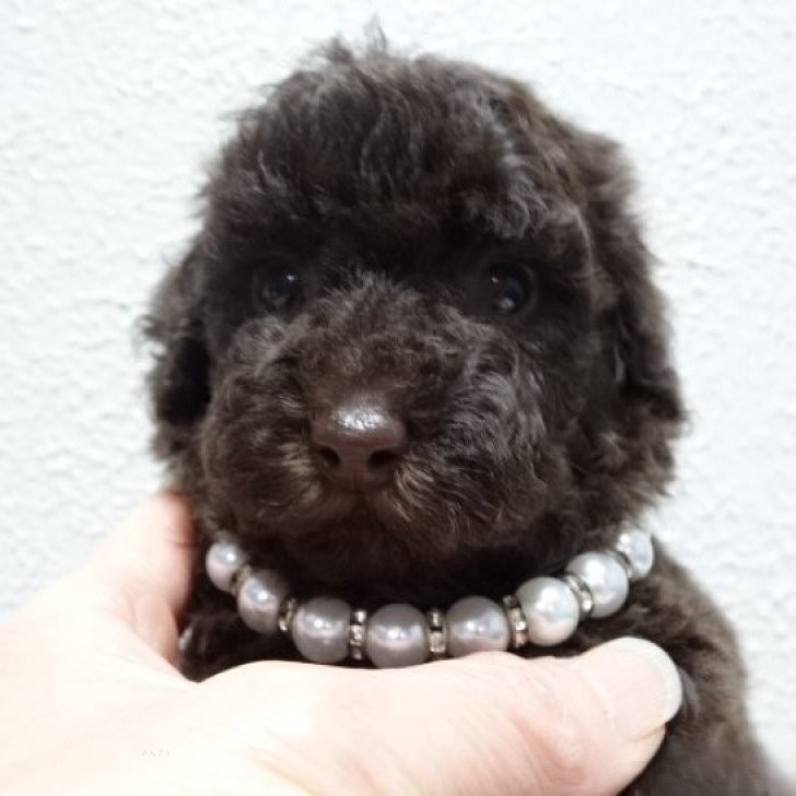 2/19生まれ ブラウンの男の子