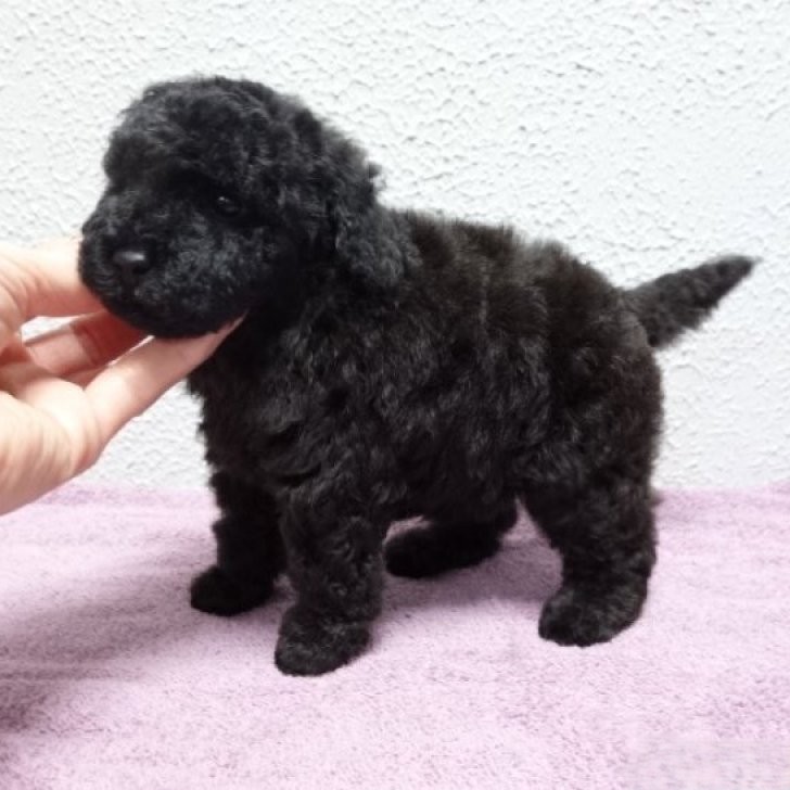 2/22生まれ ブラックの女の子①