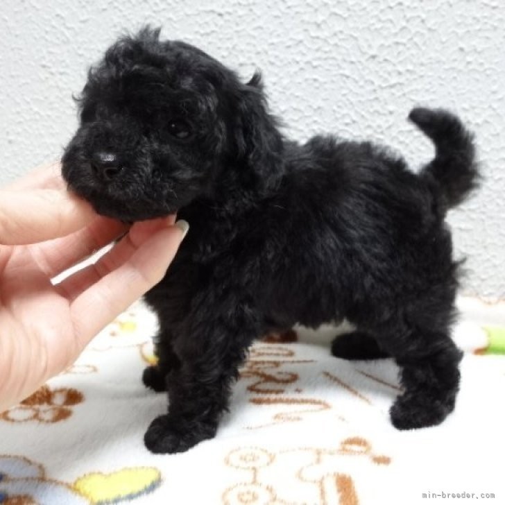 2/19生まれ ブラックの女の子